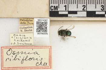 Media type: image;   Entomology 790595 Aspect: Labels